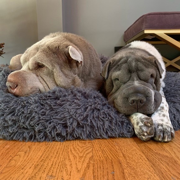 Meet your Posher, Mimi - Picture 4 of 4